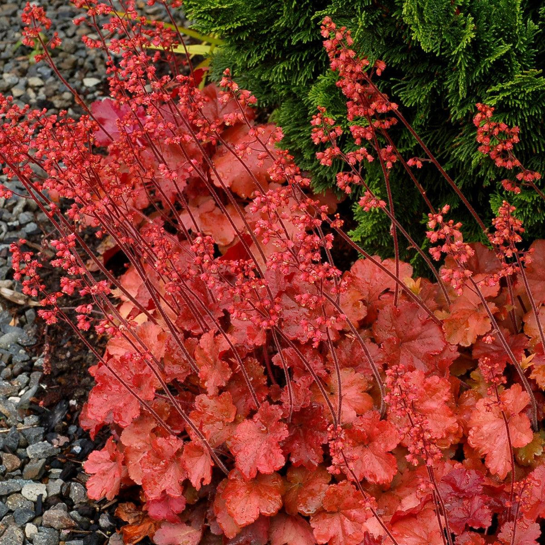 Heuchera 'Cherry Cola' ~ Cherry Cola Coral Bells-ServeScape