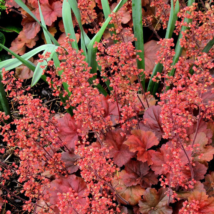 Heuchera 'Cherry Cola' ~ Cherry Cola Coral Bells-ServeScape