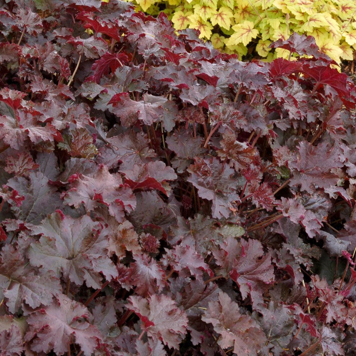 Heuchera x 'Chocolate Ruffles' ~ Chocolate Ruffles Heuchera-ServeScape