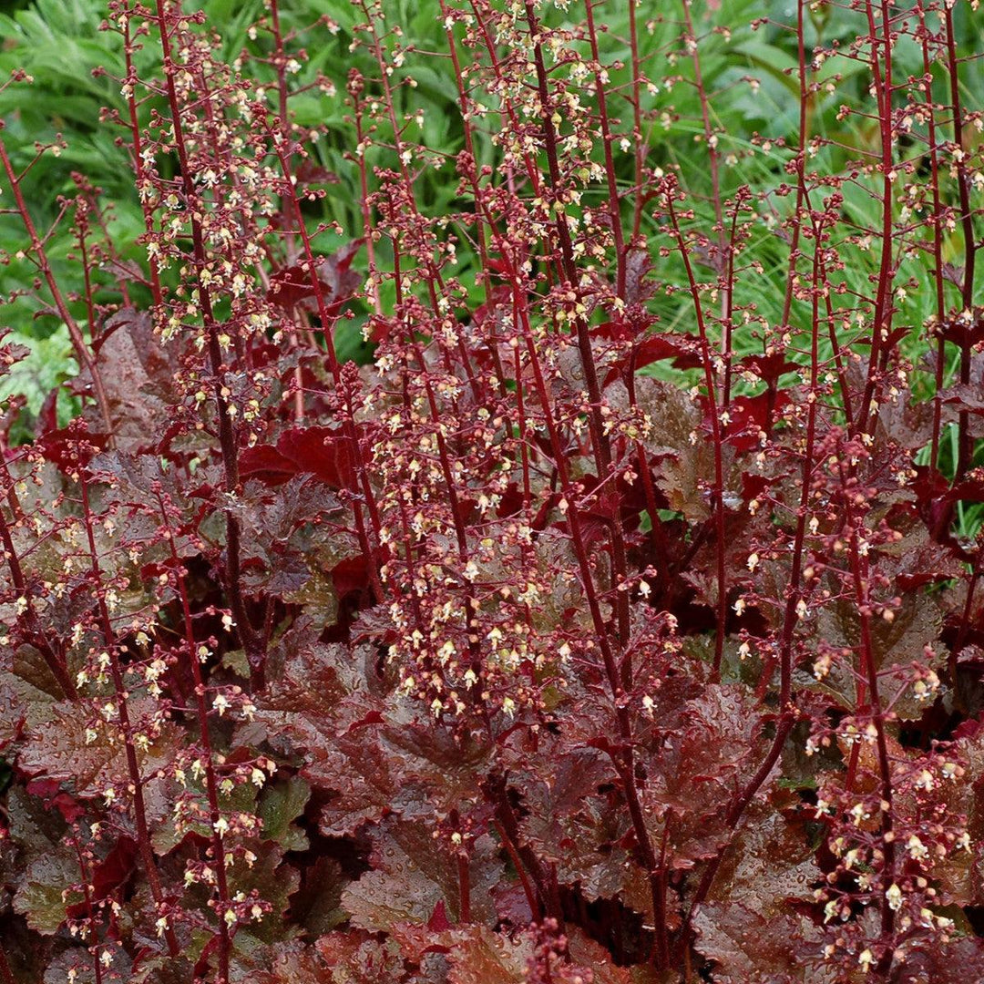 Heuchera x 'Chocolate Ruffles' ~ Chocolate Ruffles Heuchera-ServeScape