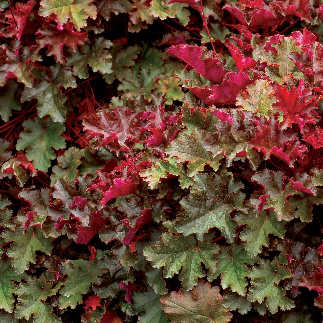 Heuchera x 'Chocolate Ruffles' ~ Chocolate Ruffles Heuchera-ServeScape