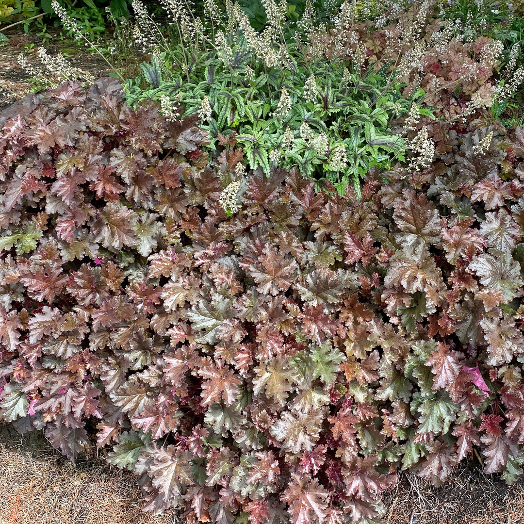 Heuchera x 'Chocolate Ruffles' ~ Chocolate Ruffles Heuchera-ServeScape