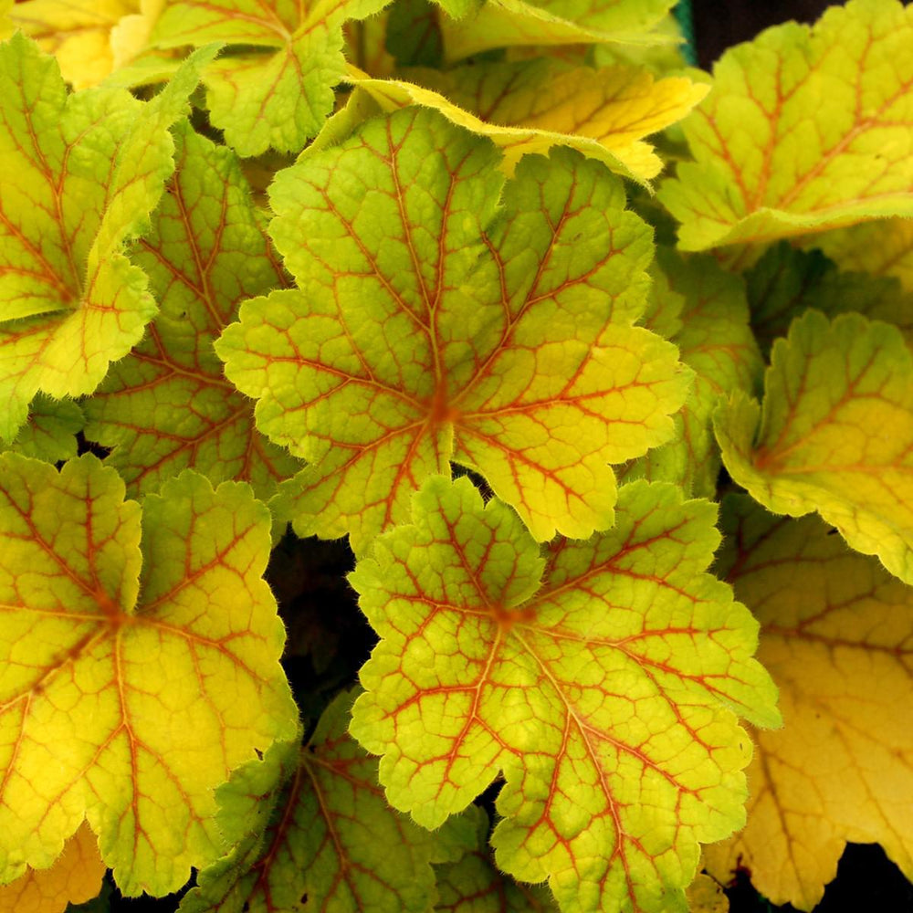 Heuchera 'Electra' ~ Electra Coral Bells-ServeScape