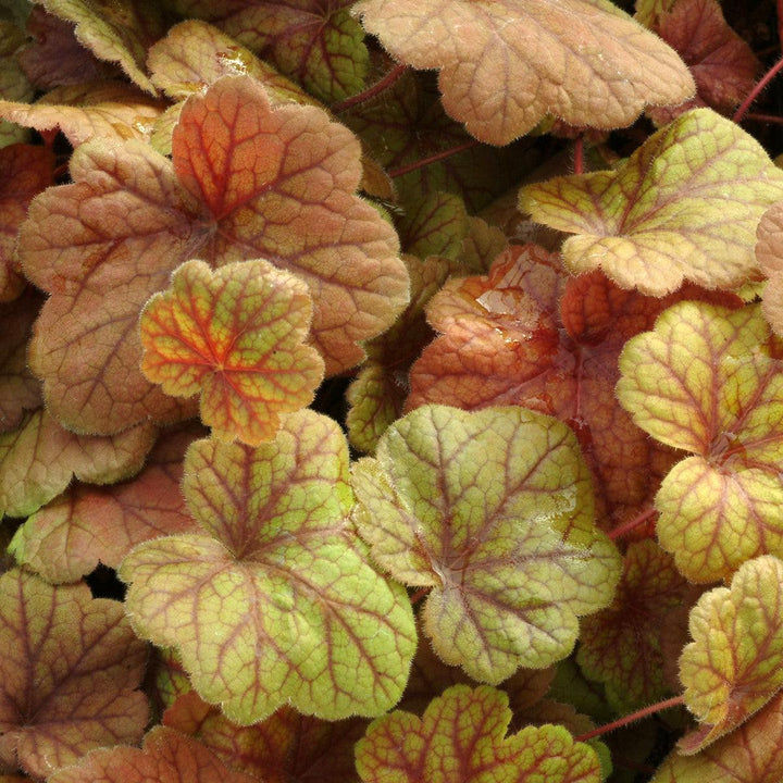 Heuchera 'Electra' ~ Electra Coral Bells-ServeScape