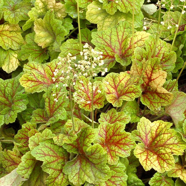 Heuchera 'Electra' ~ Electra Coral Bells-ServeScape