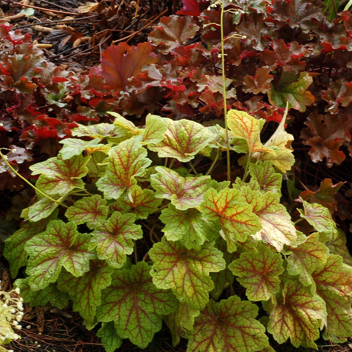 Heuchera 'Electra' ~ Electra Coral Bells-ServeScape