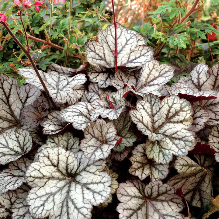 Heuchera x 'Glitter' ~ Glitter Heuchera-ServeScape