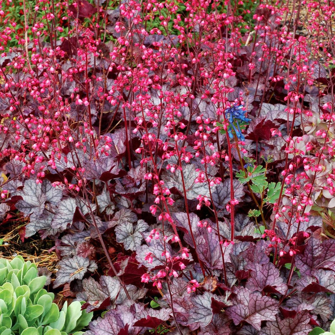 Heuchera x 'Glitter' ~ Glitter Heuchera-ServeScape