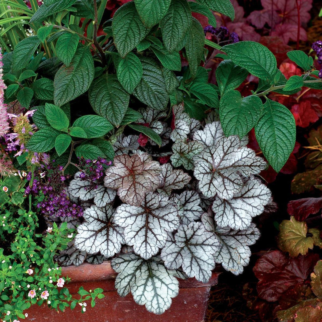 Heuchera x 'Glitter' ~ Glitter Heuchera-ServeScape