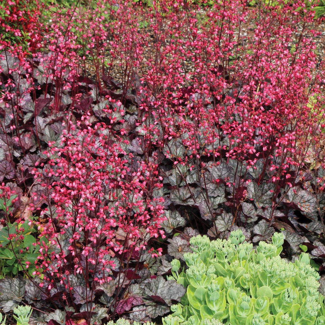 Heuchera x 'Glitter' ~ Glitter Heuchera-ServeScape