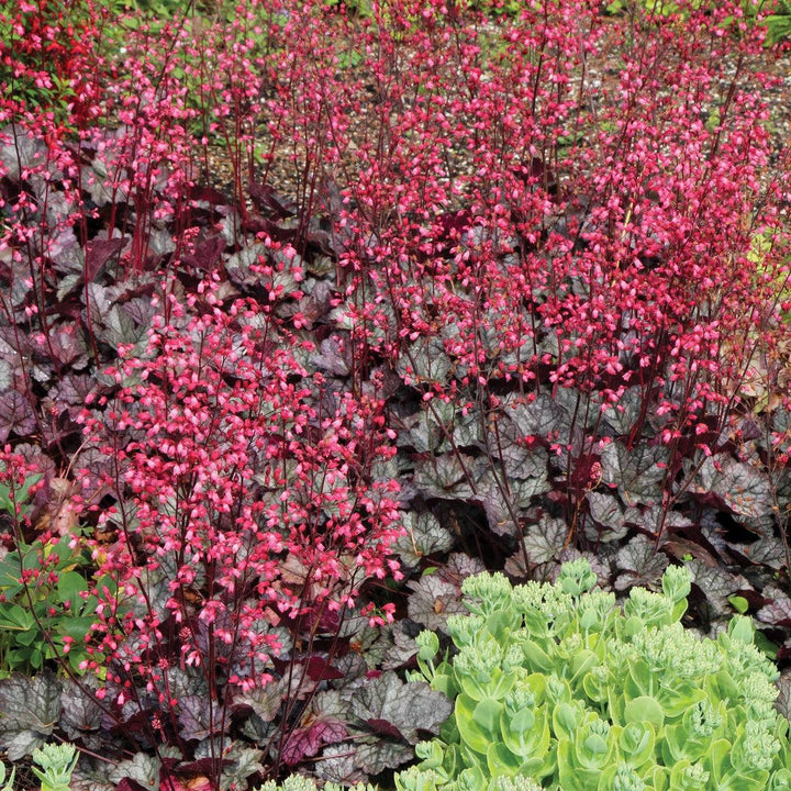 Heuchera x 'Glitter' ~ Glitter Heuchera-ServeScape