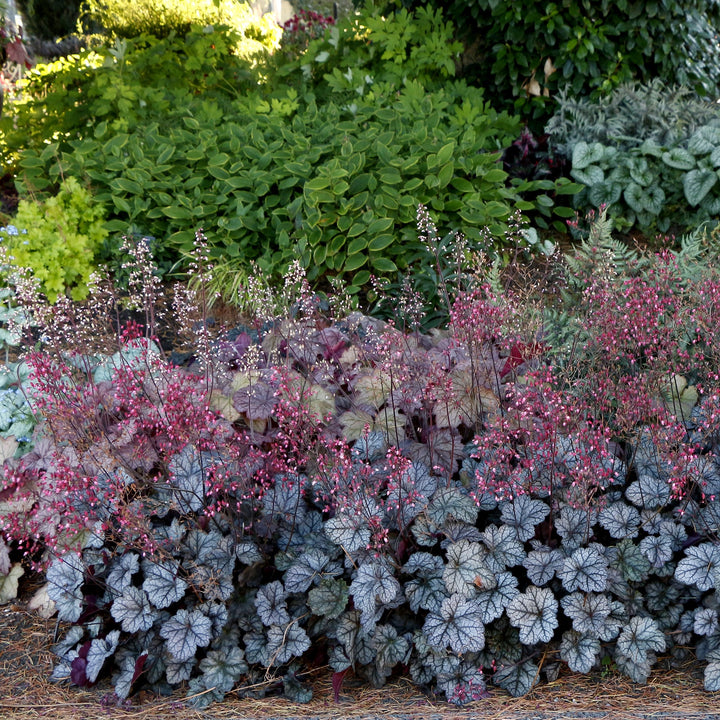 Heuchera x 'Glitter' ~ Glitter Heuchera-ServeScape