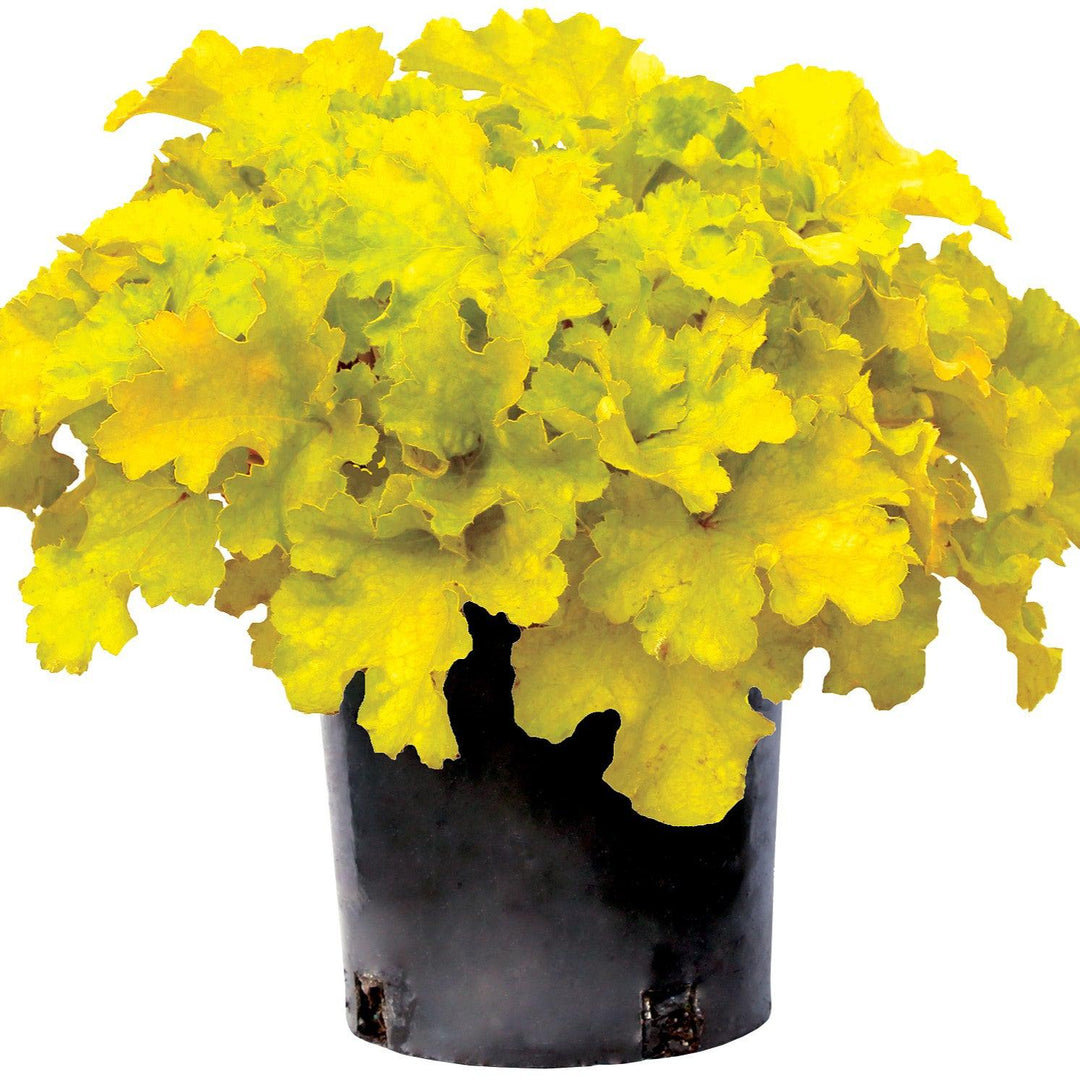 Heuchera 'TNHEULS' ~ Lemon Supreme Coral Bells-ServeScape