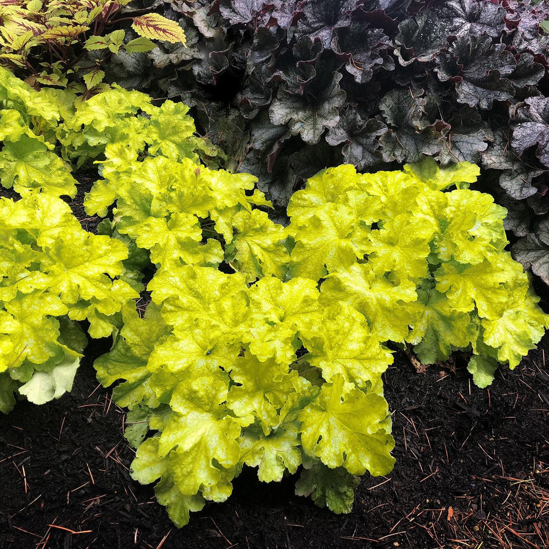 Heuchera 'TNHEULS' ~ Lemon Supreme Coral Bells-ServeScape