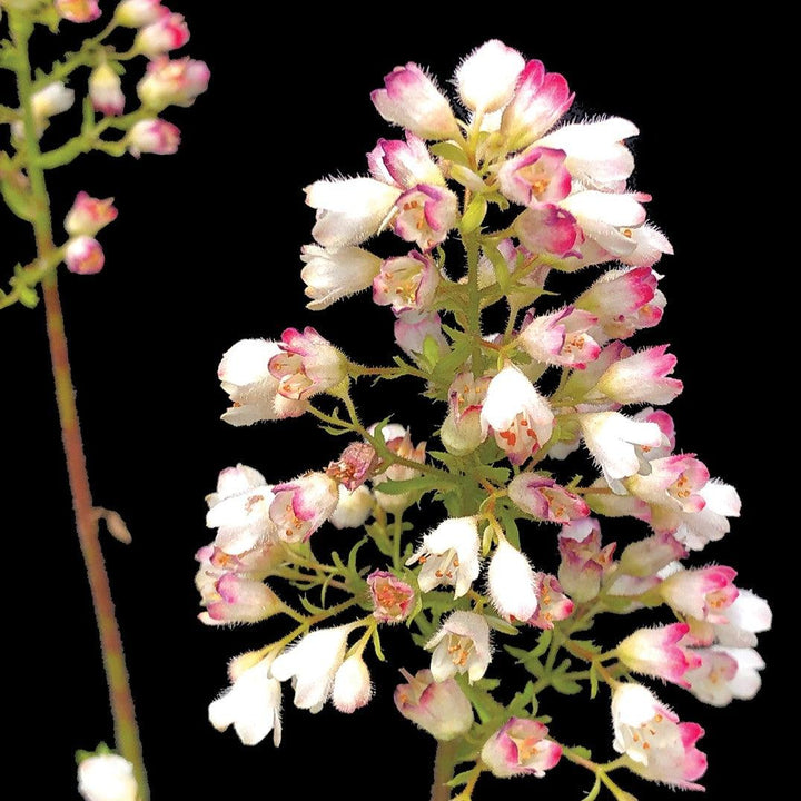 Heuchera 'TNHEULS' ~ Lemon Supreme Coral Bells-ServeScape