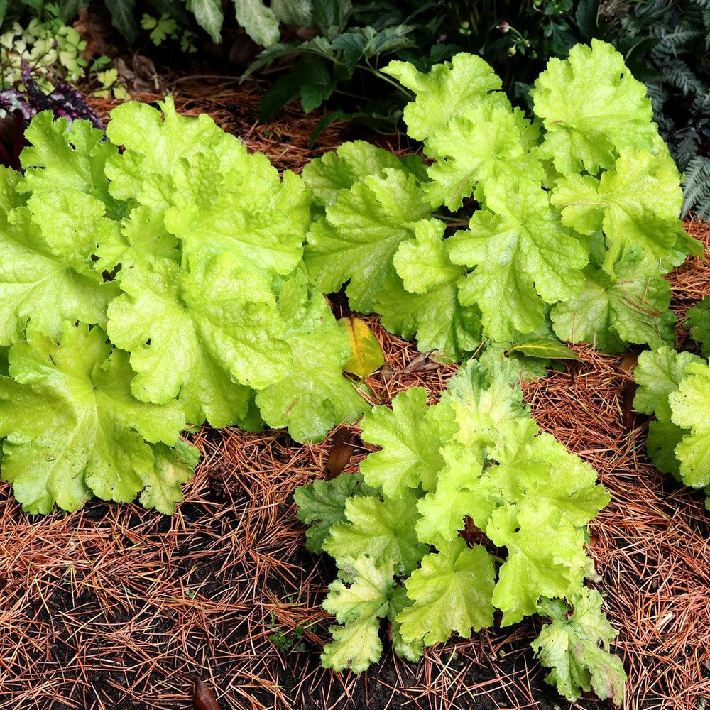 Heuchera 'TNHEULS' ~ Lemon Supreme Coral Bells-ServeScape