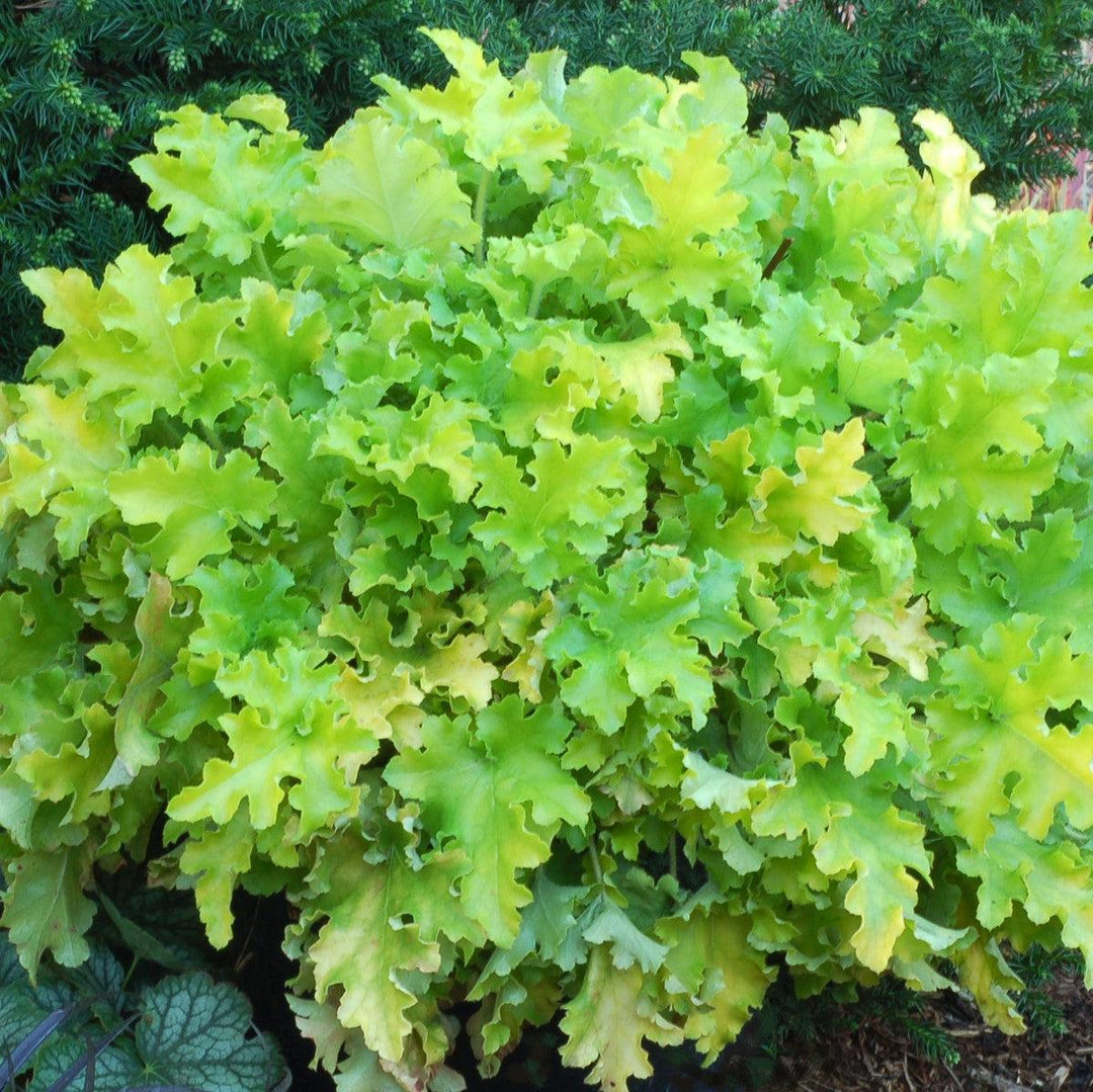 Heuchera ‘Lime Marmalade’ ~ Lime Marmalade Heuchera-ServeScape