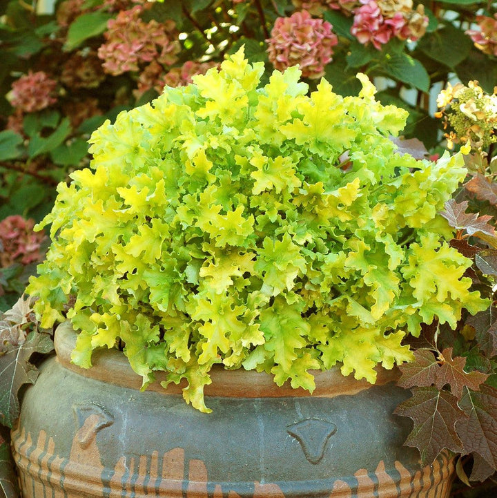 Heuchera ‘Lime Marmalade’ ~ Lime Marmalade Heuchera-ServeScape