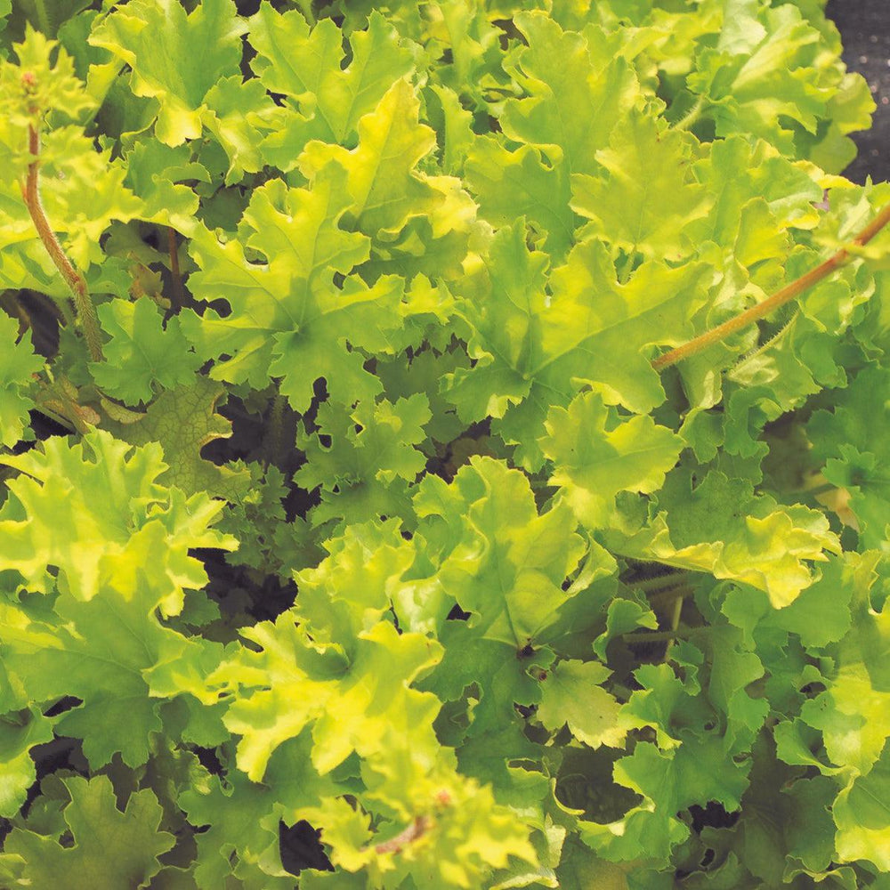Heuchera ‘Lime Marmalade’ ~ Lime Marmalade Heuchera-ServeScape
