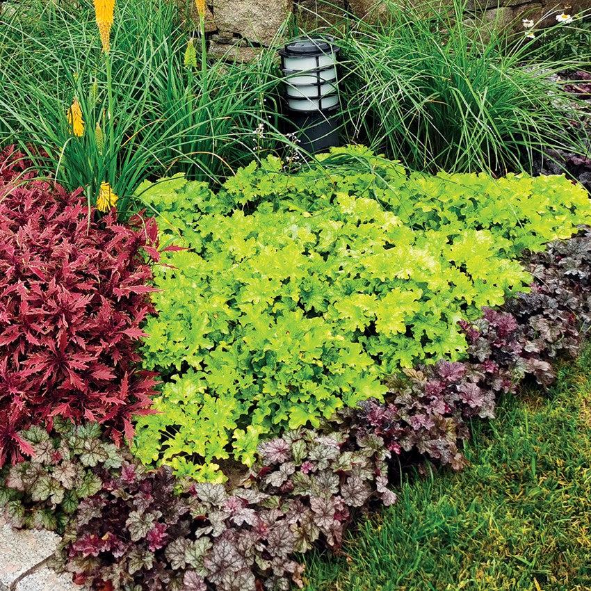 Heuchera ‘Lime Marmalade’ ~ Lime Marmalade Heuchera-ServeScape