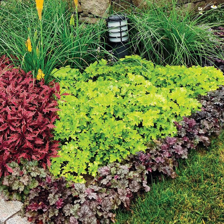 Heuchera ‘Lime Marmalade’ ~ Lime Marmalade Heuchera-ServeScape