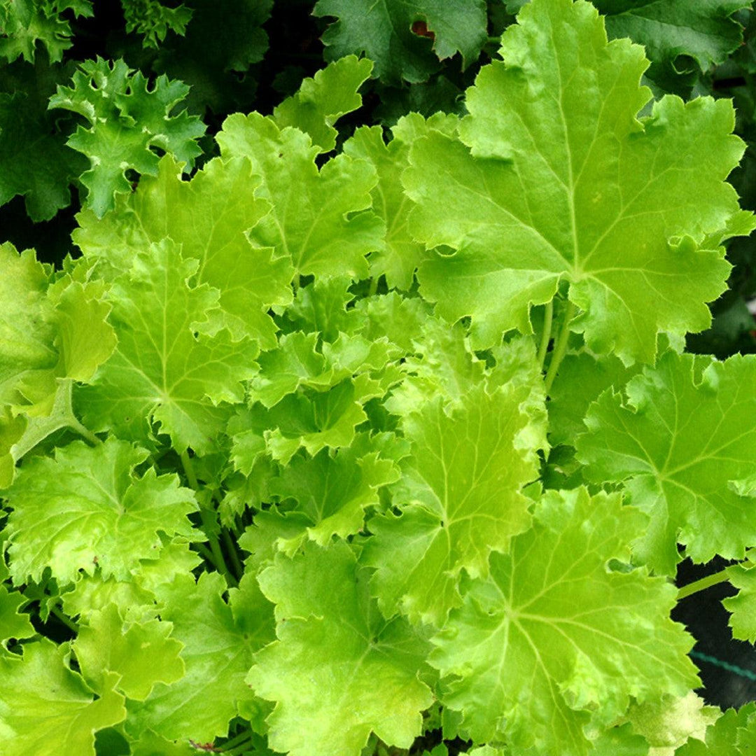 Heuchera 'Lime Rickey' ~ Lime Rickey Heuchera-ServeScape