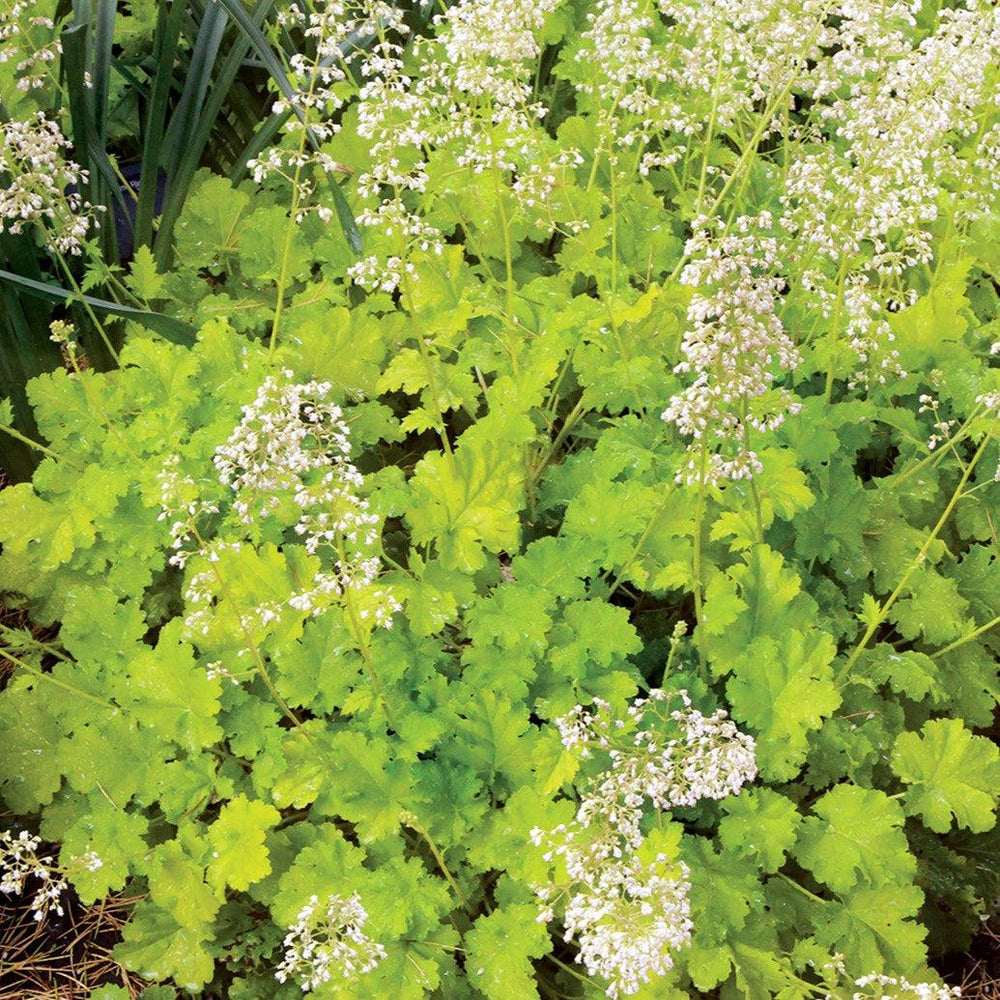 Heuchera 'Lime Rickey' ~ Lime Rickey Heuchera-ServeScape