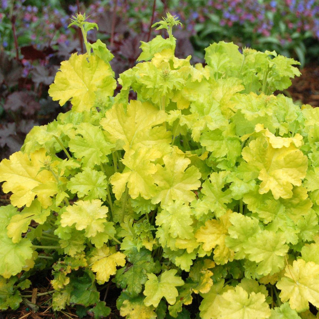 Heuchera 'Lime Rickey' ~ Lime Rickey Heuchera-ServeScape