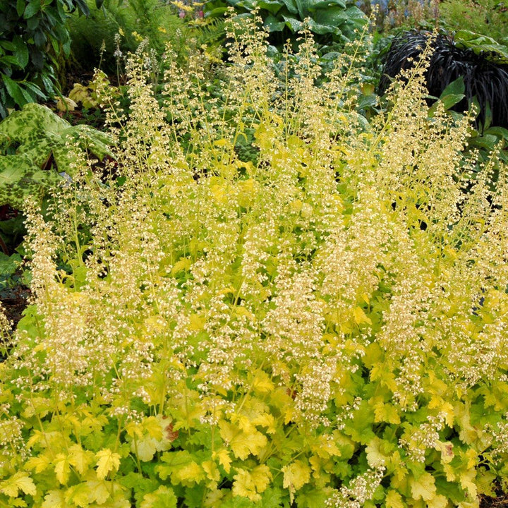 Heuchera 'Lime Rickey' ~ Lime Rickey Heuchera-ServeScape