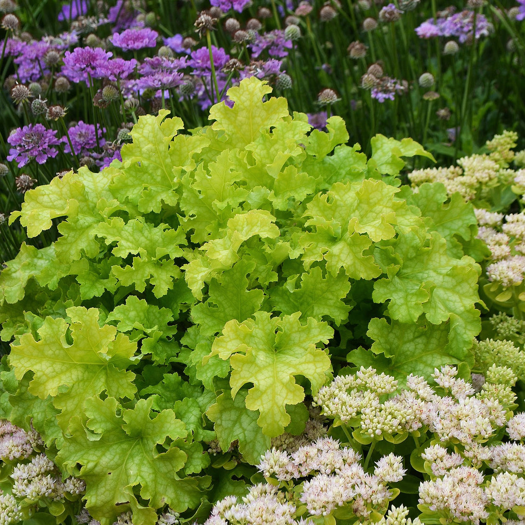 Heuchera 'Lime Ruffles' ~ Lime Ruffles Heuchera-ServeScape