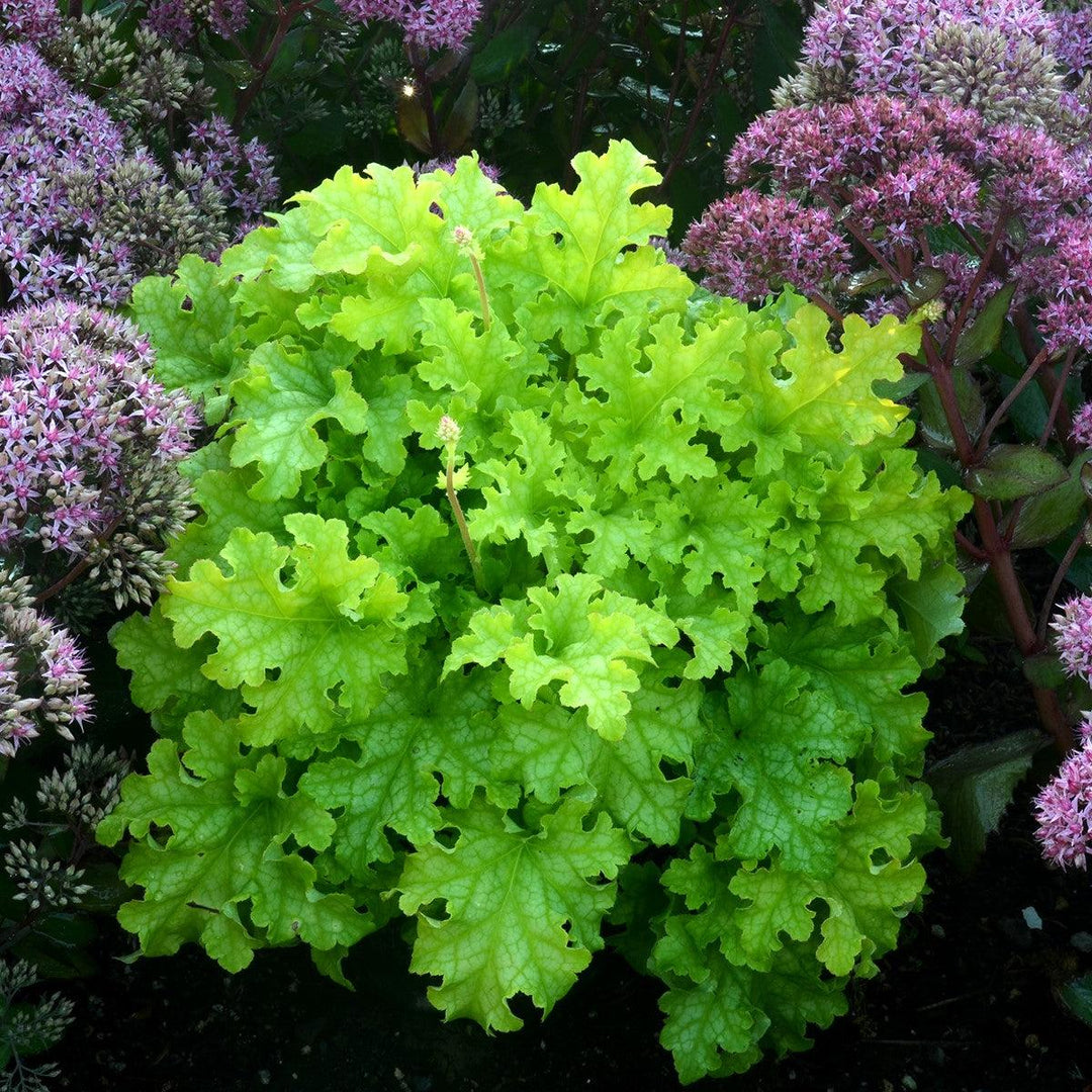 Heuchera 'Lime Ruffles' ~ Lime Ruffles Heuchera-ServeScape