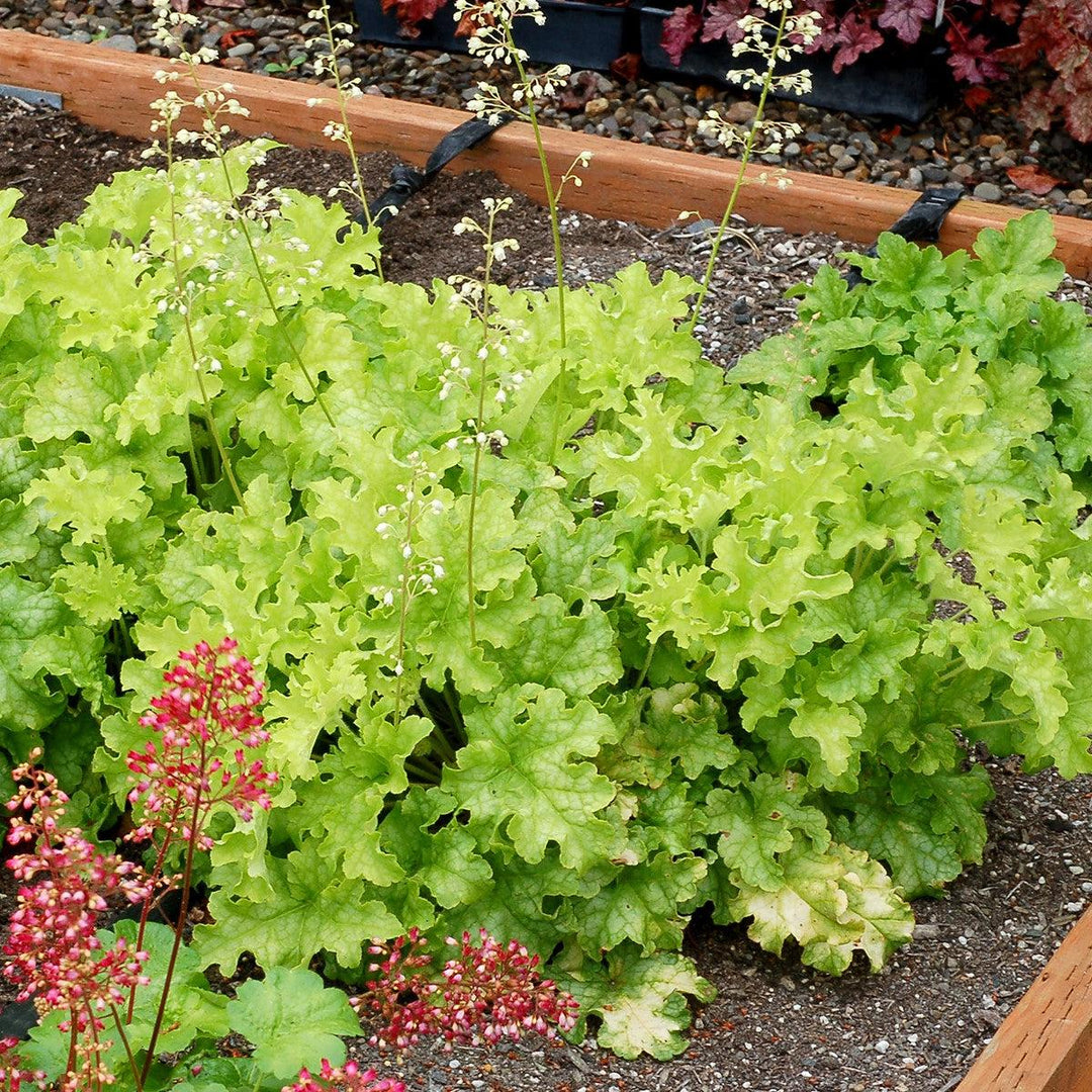 Heuchera 'Lime Ruffles' ~ Lime Ruffles Heuchera-ServeScape