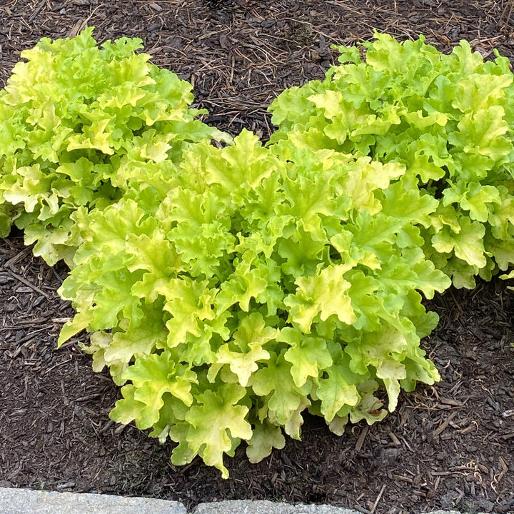 Heuchera 'Lime Ruffles' ~ Lime Ruffles Heuchera-ServeScape