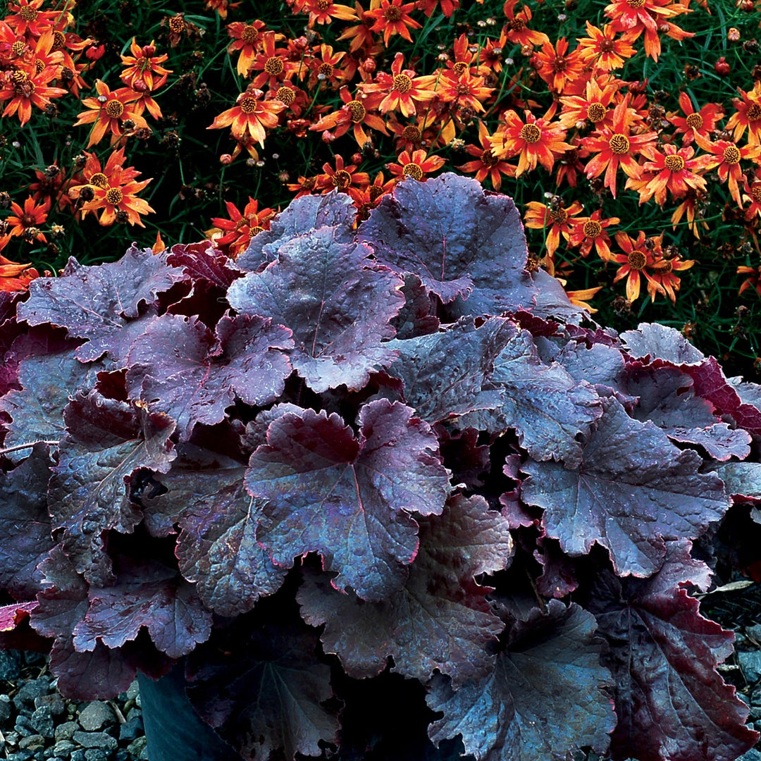 Heuchera 'TNHEUNEB' ~ Northern Exposure™ Black Heuchera-ServeScape