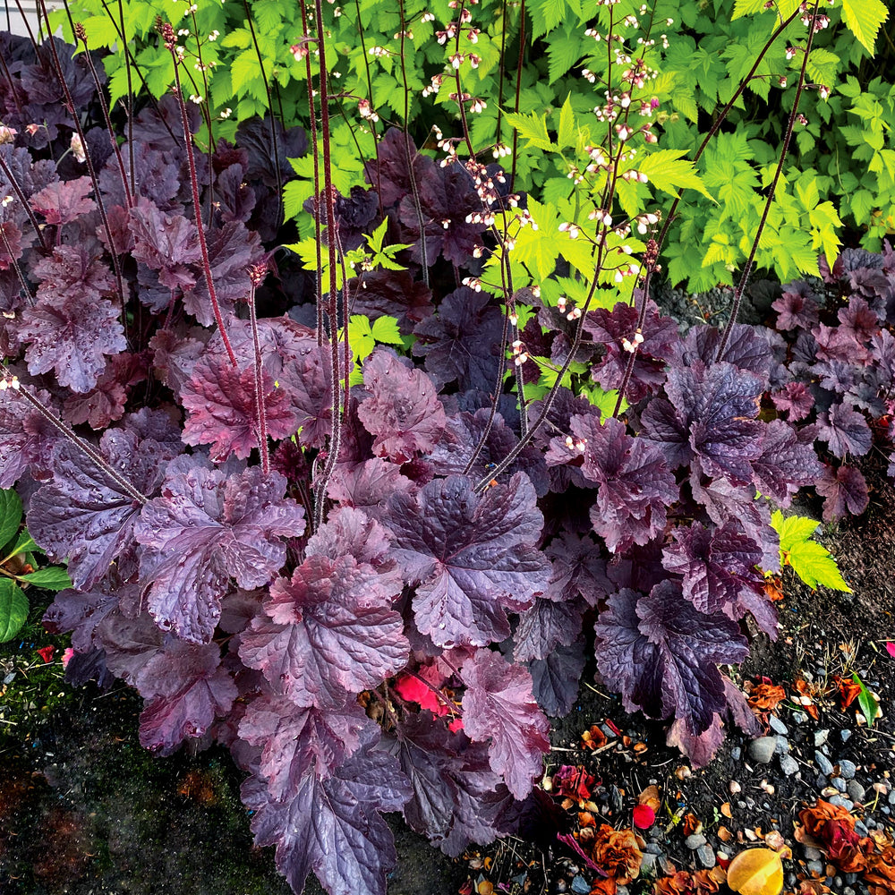 Heuchera 'TNHEUNEB' ~ Northern Exposure™ Black Heuchera-ServeScape