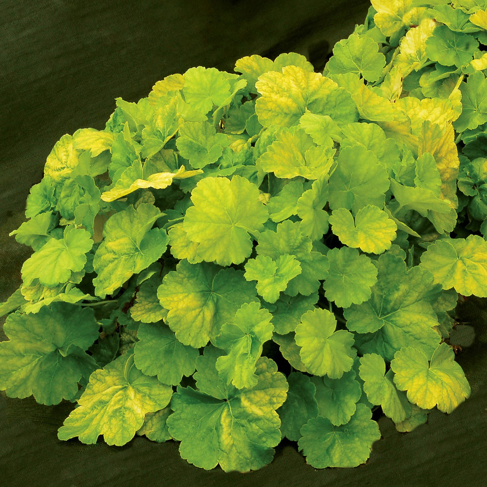 Heuchera 'TNHEUNEL'' ~ Northern Exposure™ Lime Heuchera-ServeScape