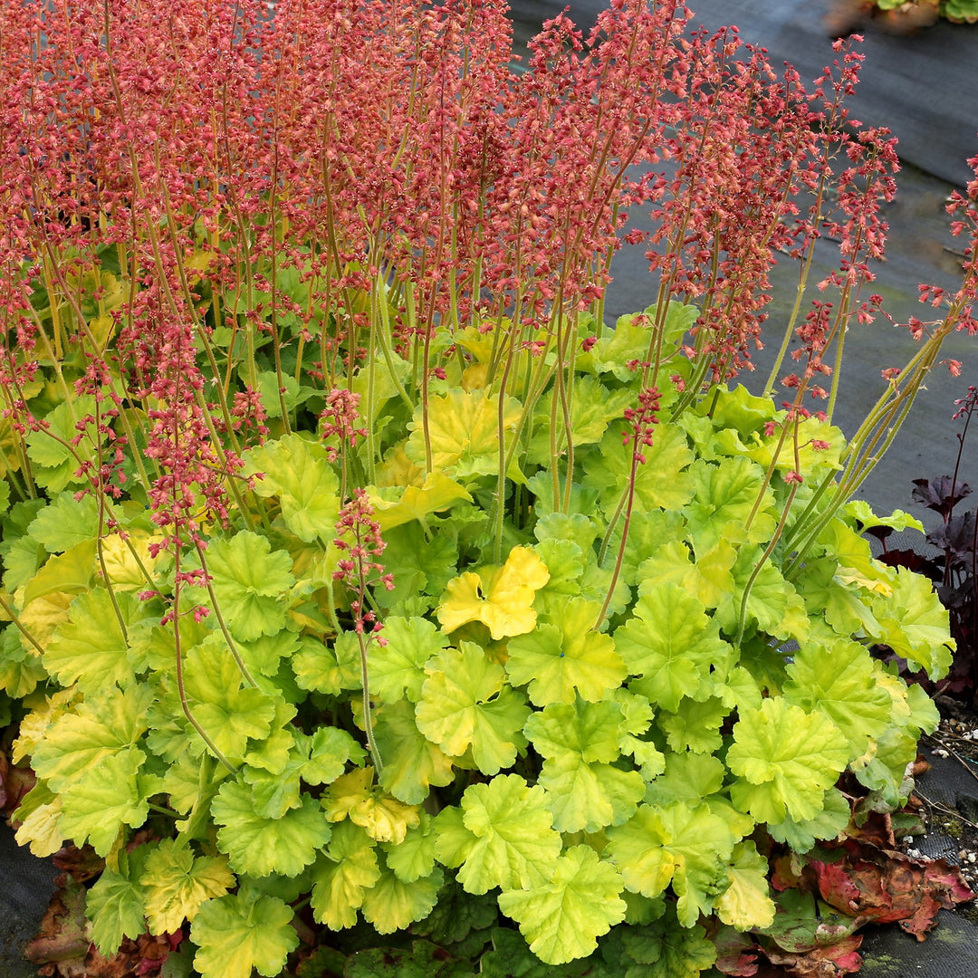 Heuchera 'TNHEUNEL'' ~ Northern Exposure™ Lime Heuchera-ServeScape