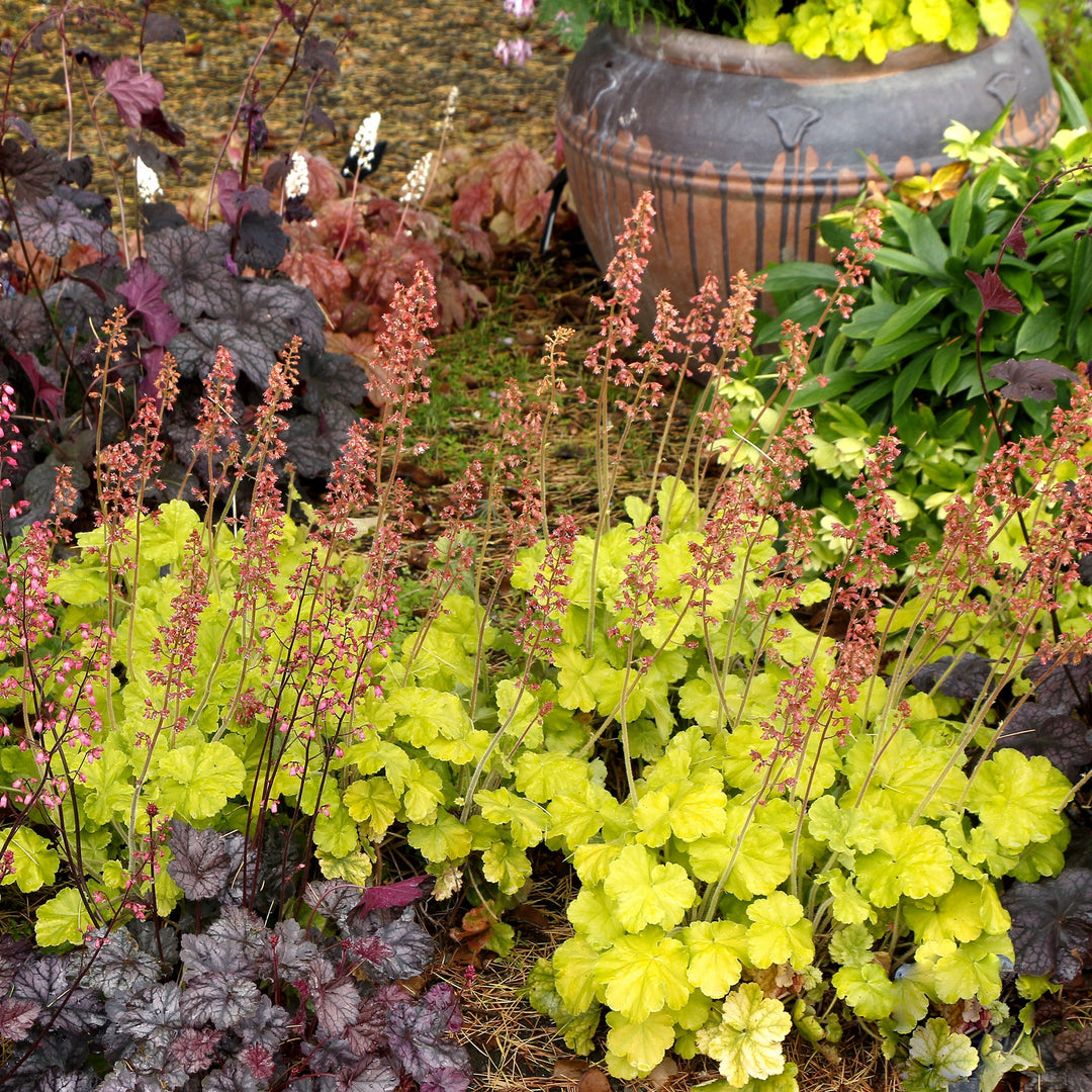 Heuchera 'TNHEUNEL'' ~ Northern Exposure™ Lime Heuchera-ServeScape