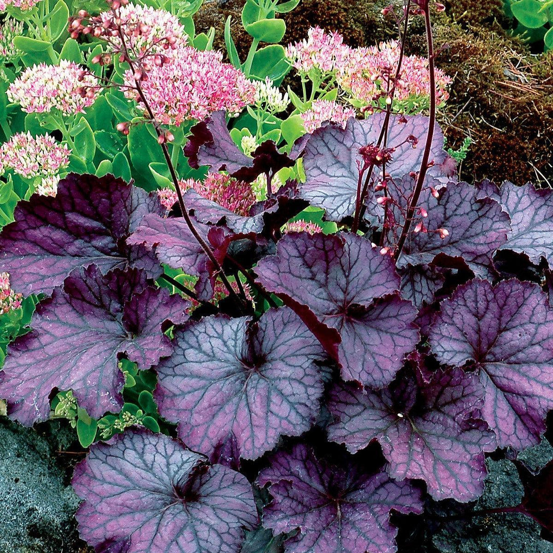 Heuchera x 'TNHEUNEP' PP#30568 ~ Northern Exposure™ Purple Heuchera-ServeScape
