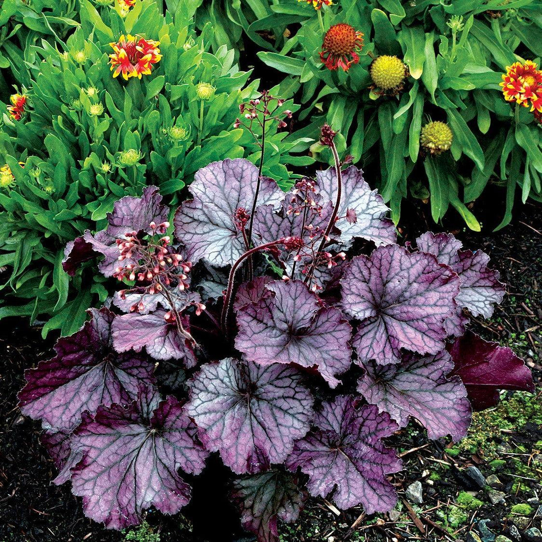 Heuchera x 'TNHEUNEP' PP#30568 ~ Northern Exposure™ Purple Heuchera-ServeScape