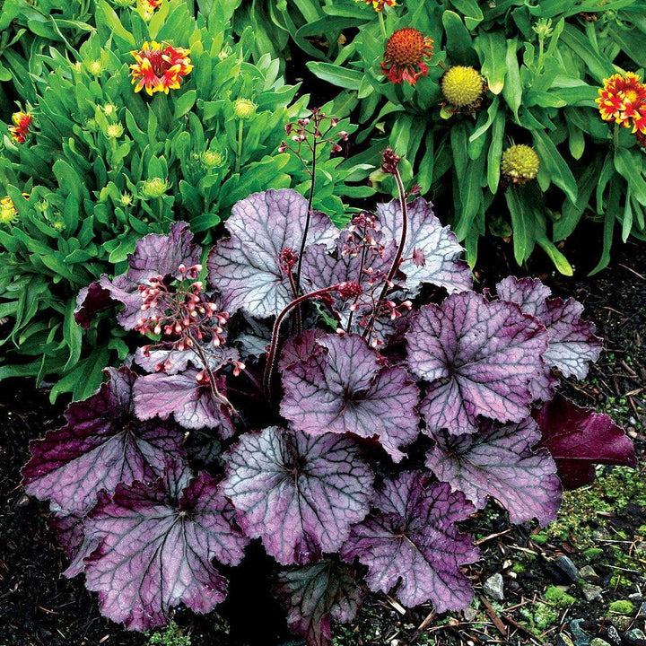 Heuchera x 'TNHEUNEP' PP#30568 ~ Northern Exposure™ Purple Heuchera-ServeScape