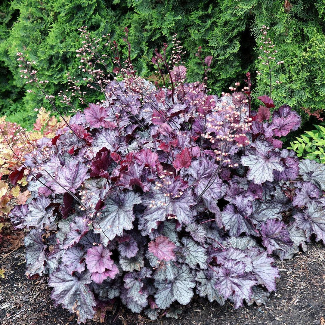 Heuchera x 'TNHEUNEP' PP#30568 ~ Northern Exposure™ Purple Heuchera-ServeScape