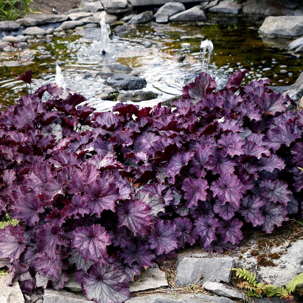 Heuchera x 'TNHEUNEP' PP#30568 ~ Northern Exposure™ Purple Heuchera-ServeScape