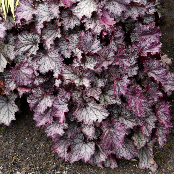 Heuchera x 'TNHEUNEP' PP#30568 ~ Northern Exposure™ Purple Heuchera-ServeScape