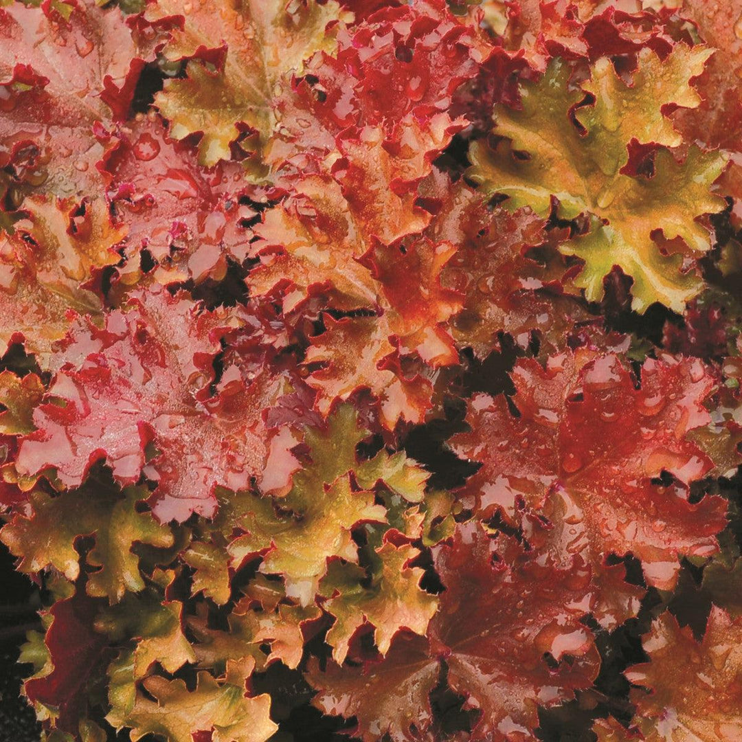 Heuchera 'Peach Crisp' ~ Peach Crisp Coral Bells-ServeScape