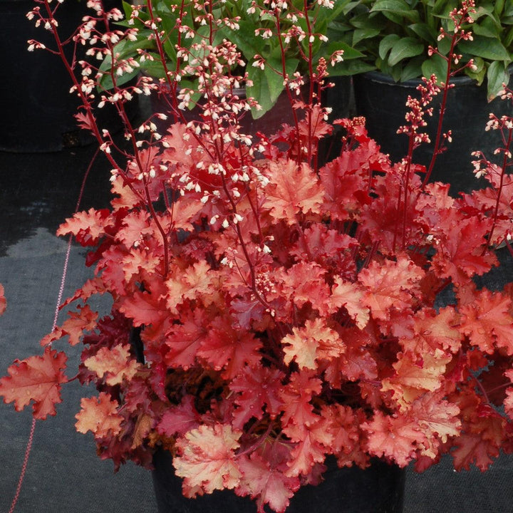 Heuchera 'Peach Crisp' ~ Peach Crisp Coral Bells-ServeScape