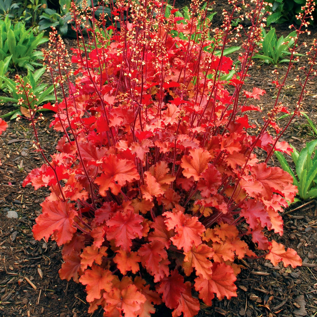 Heuchera 'Peach Crisp' ~ Peach Crisp Coral Bells-ServeScape