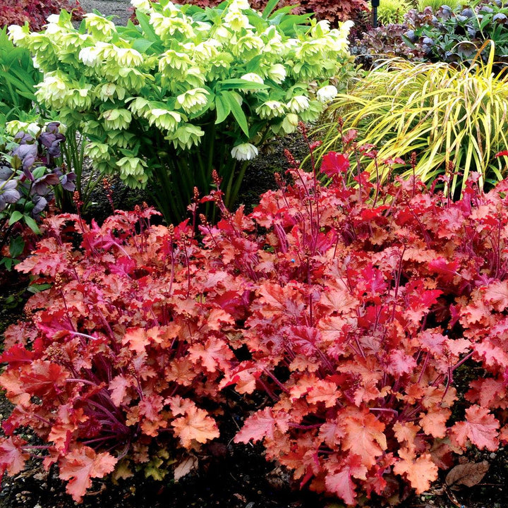 Heuchera 'Peach Crisp' ~ Peach Crisp Coral Bells-ServeScape