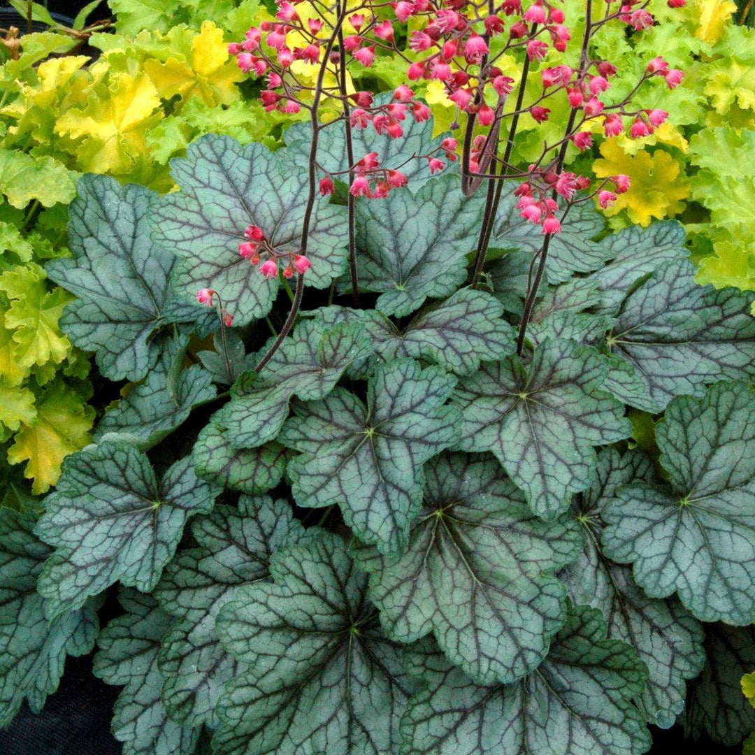 Heuchera 'Peppermint Spice' ~ Peppermint Spice Heuchera-ServeScape