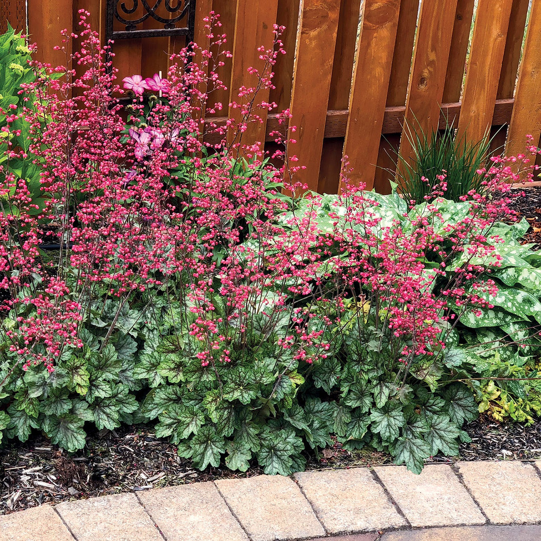 Heuchera 'Peppermint Spice' ~ Peppermint Spice Heuchera-ServeScape